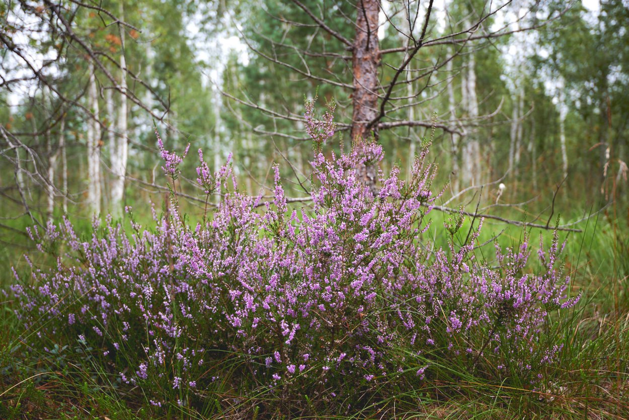 Вереск Эрика Лесной
