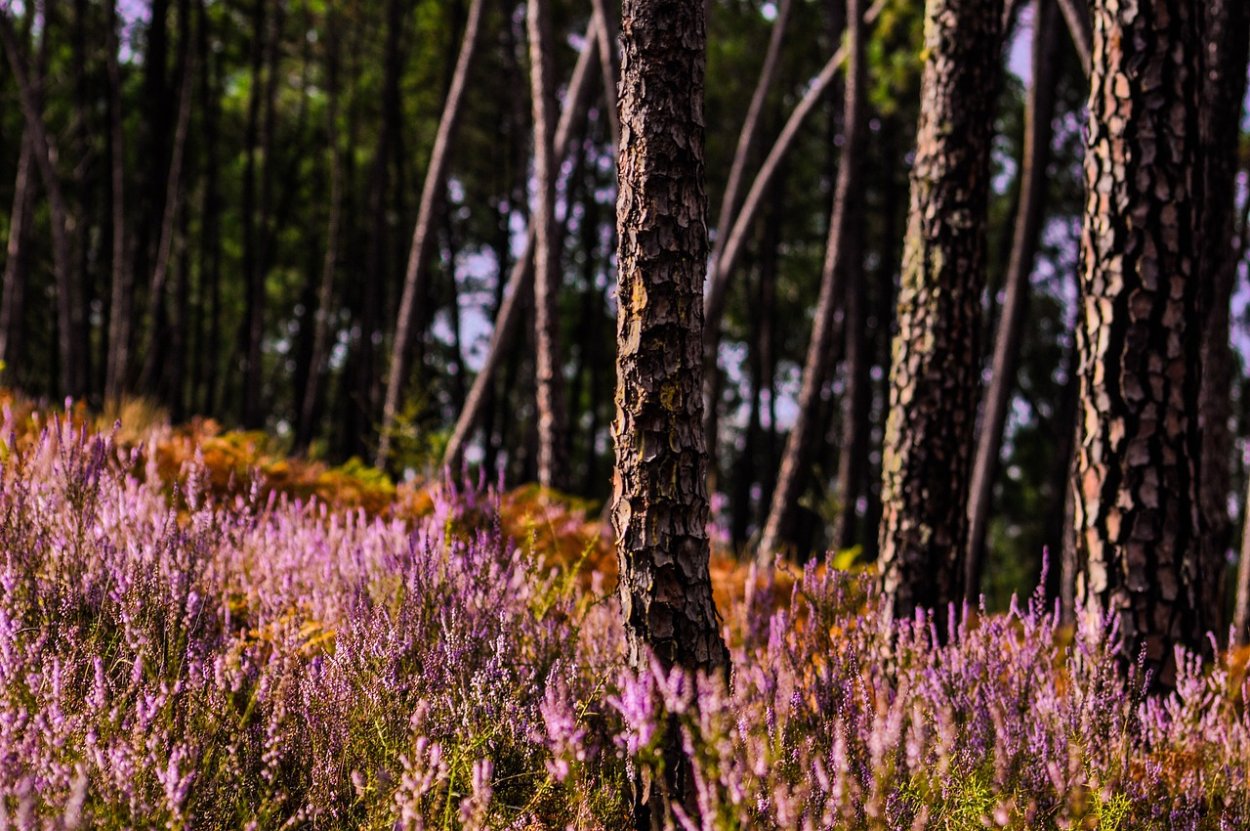 Вереск в лесу