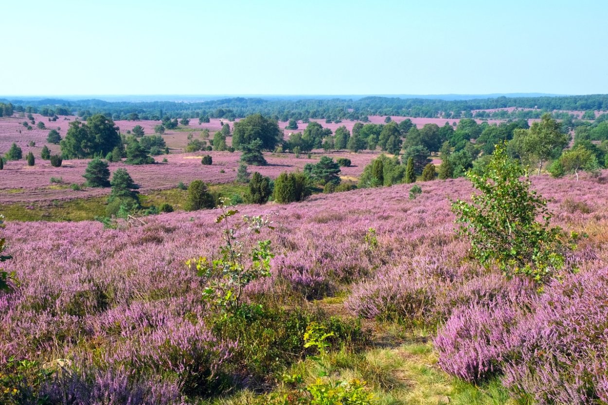 Люнебургская Пустошь парк