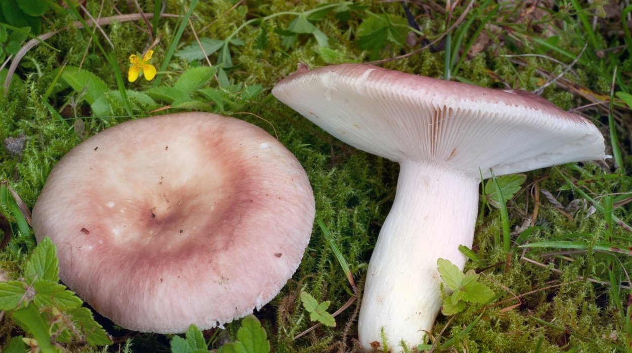 Russula vesca – сыроежка пищевая