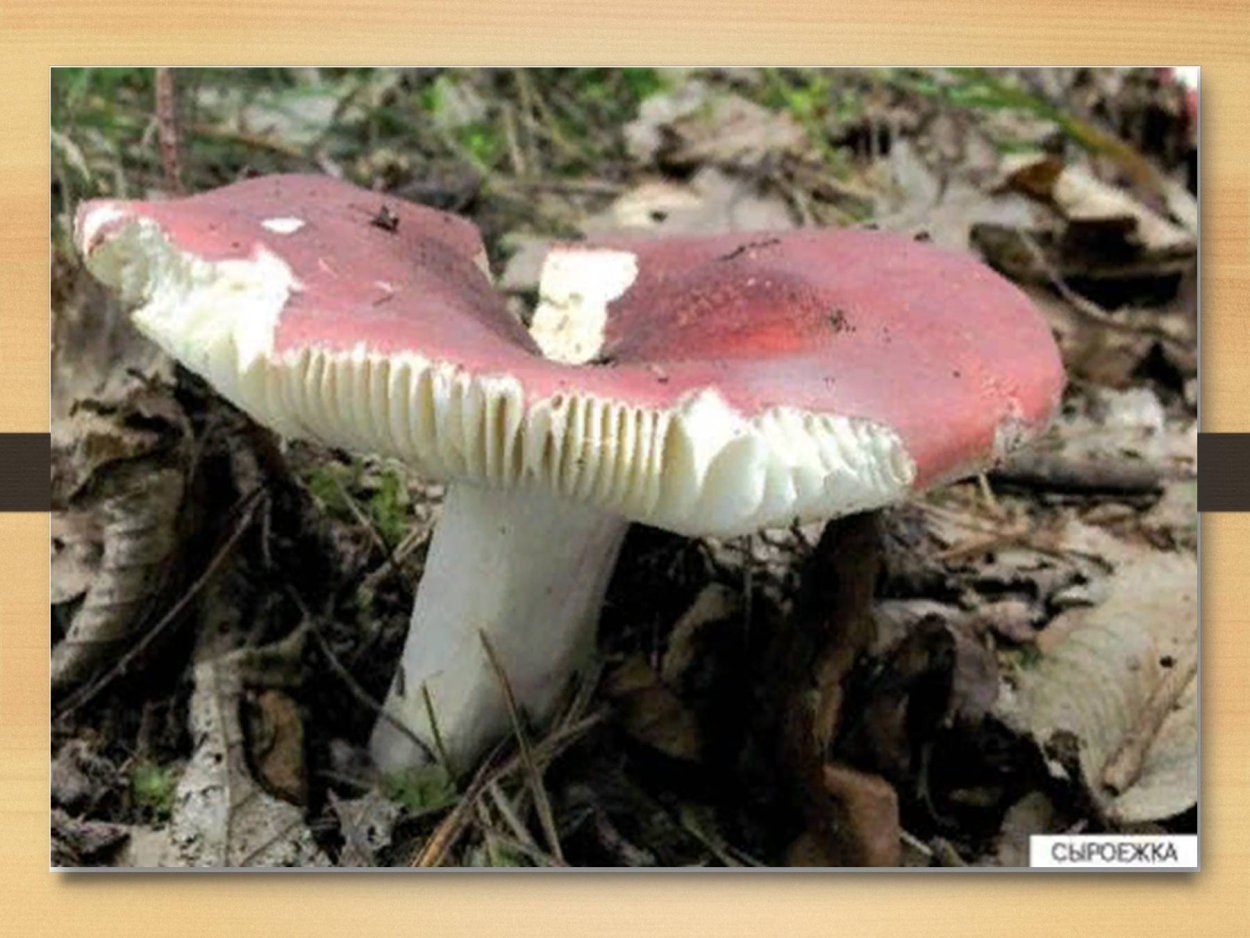Гриб сыроежка красная шляпка