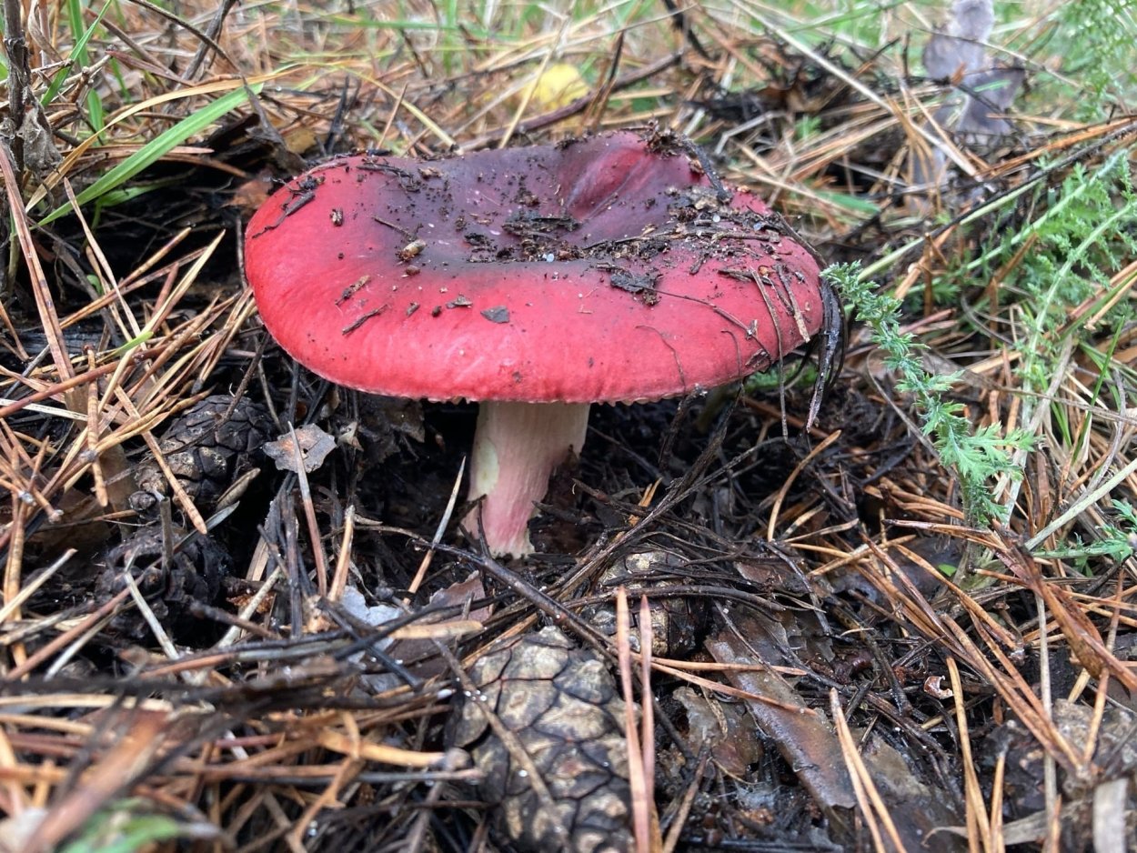 Сыроежка сардониксовая Russula Sardonia