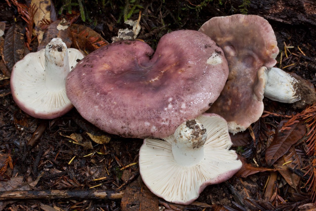 Гриб Russula cyanoxantha