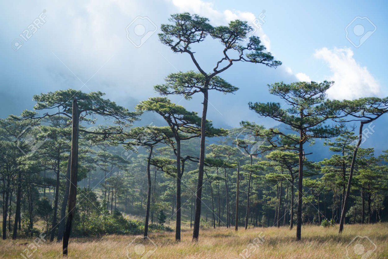Pinus Kesiya