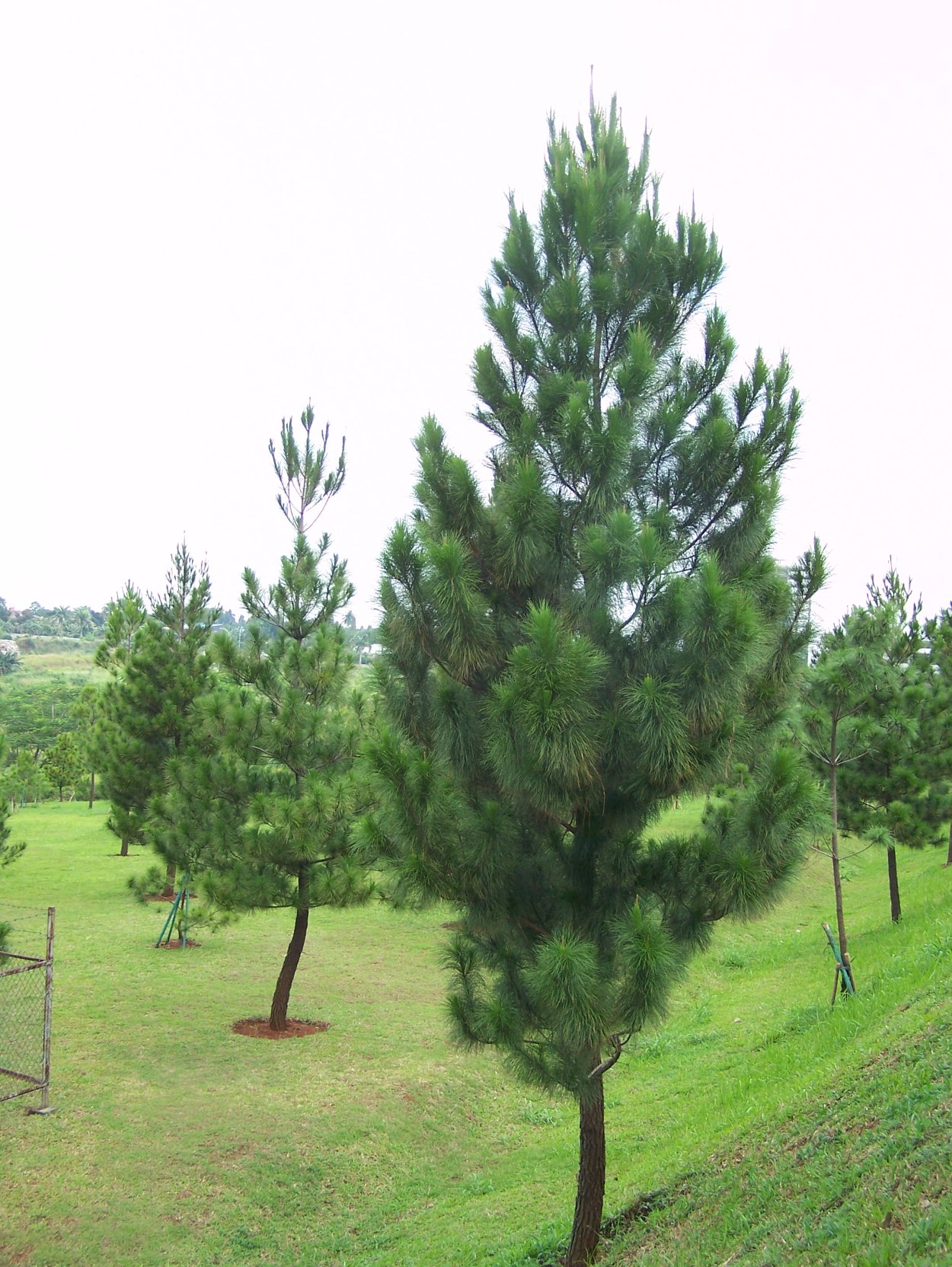 Pinus merkusii