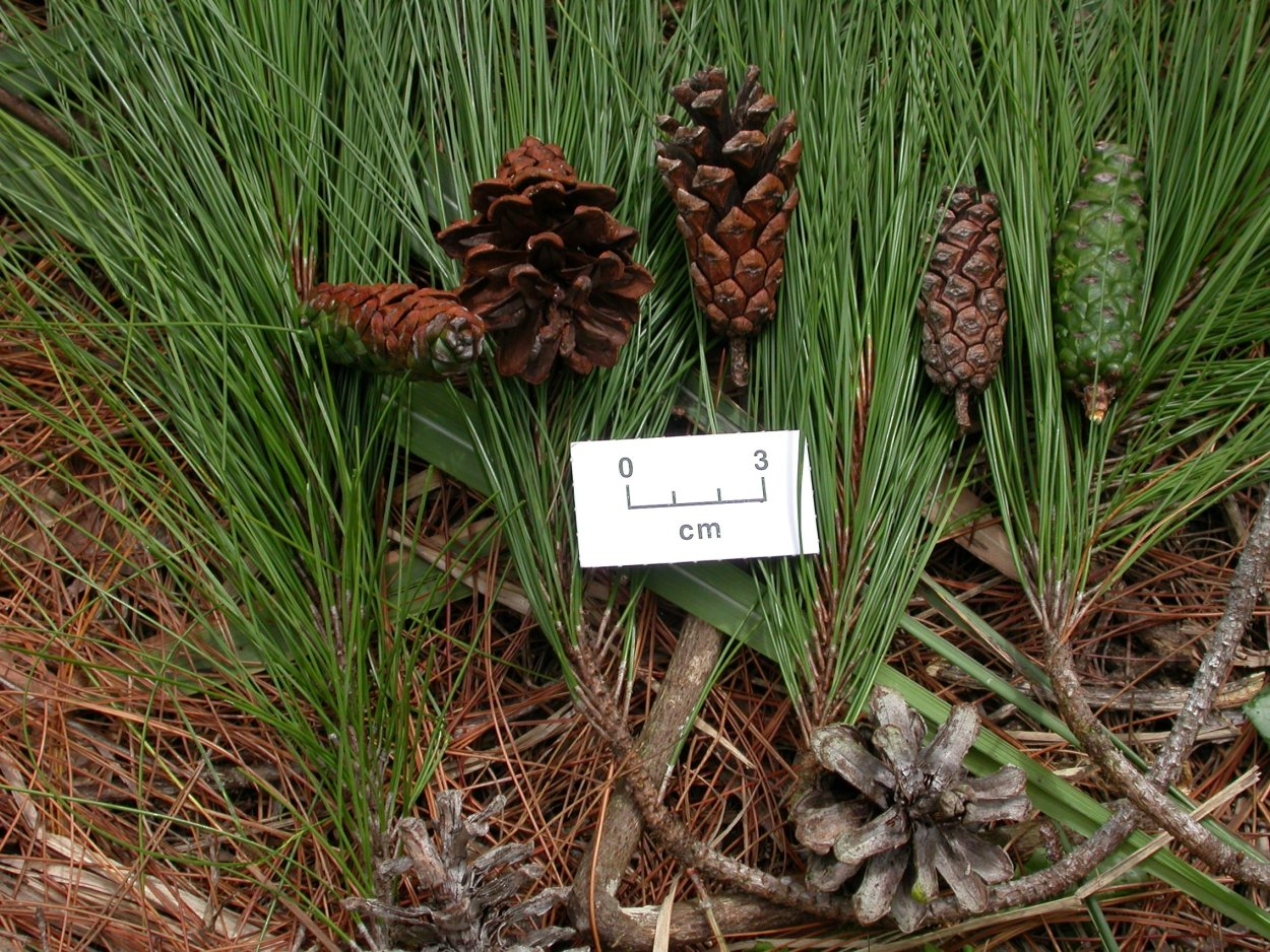 Pinus merkusii