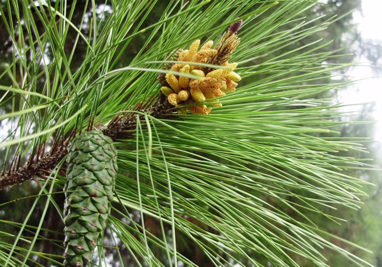 Pinus merkusii