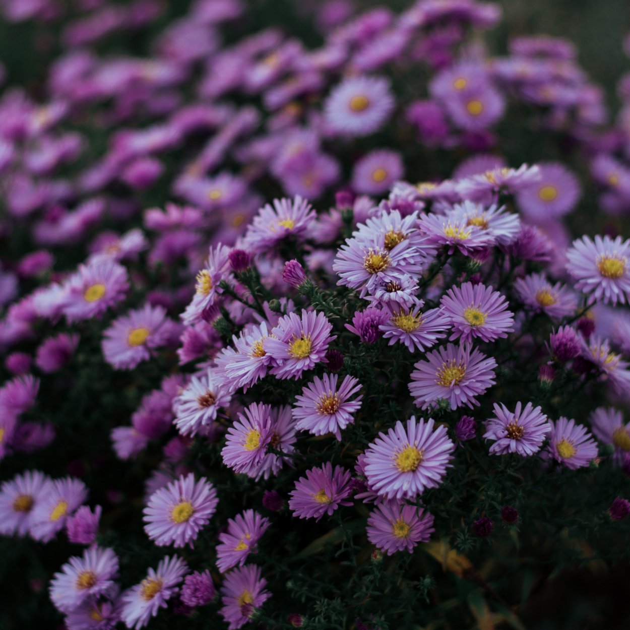 Астра Альпийская сентябринка