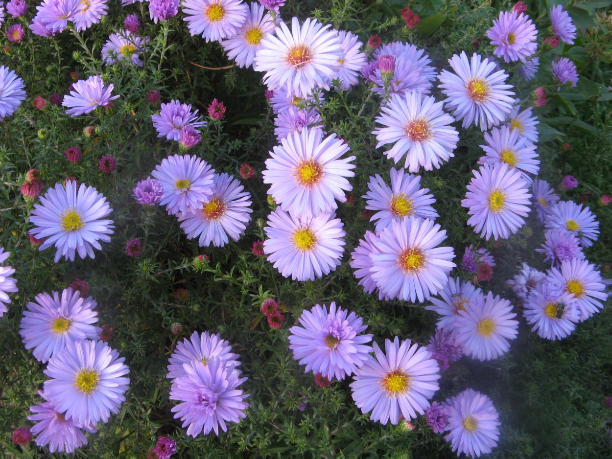 Астра новобельгийская бордюрная