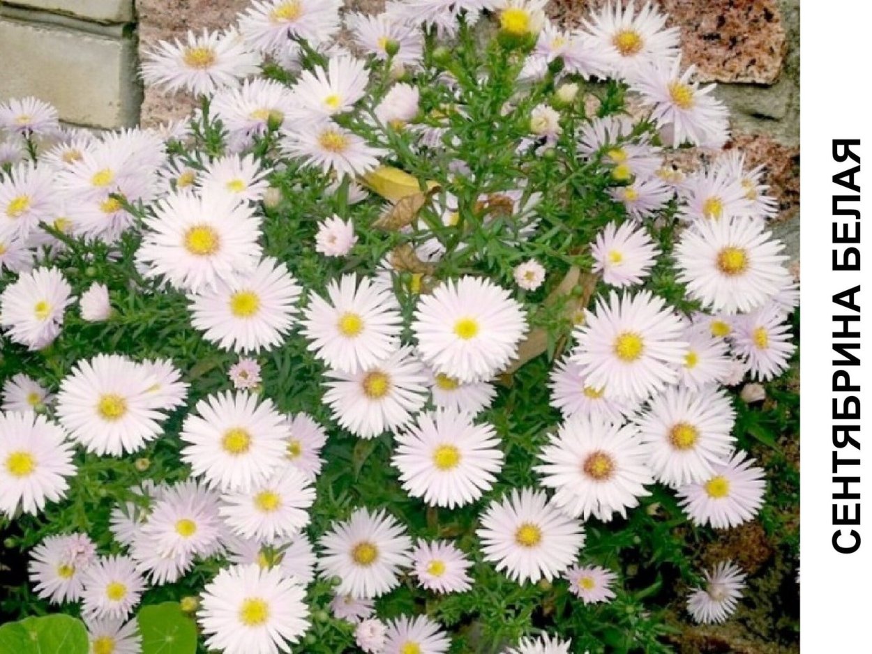 Георгины однолетки