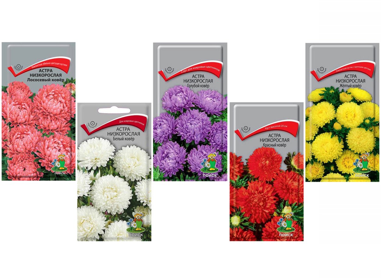 Астра новобельгийская Royal Ruby