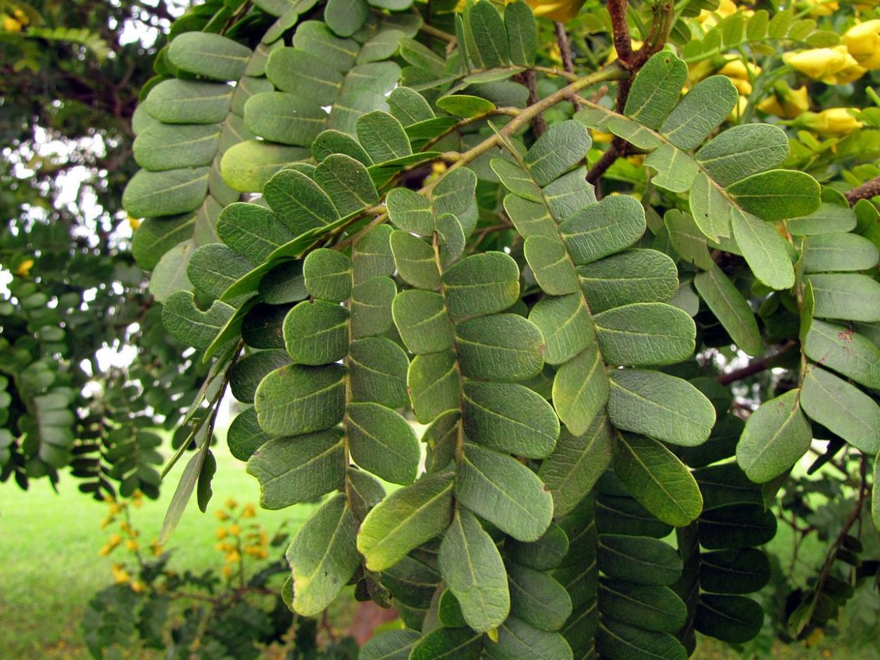 Пау Бразил дерево