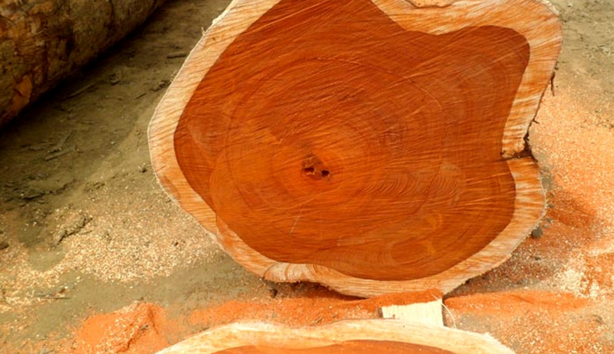 Тик дерево спил