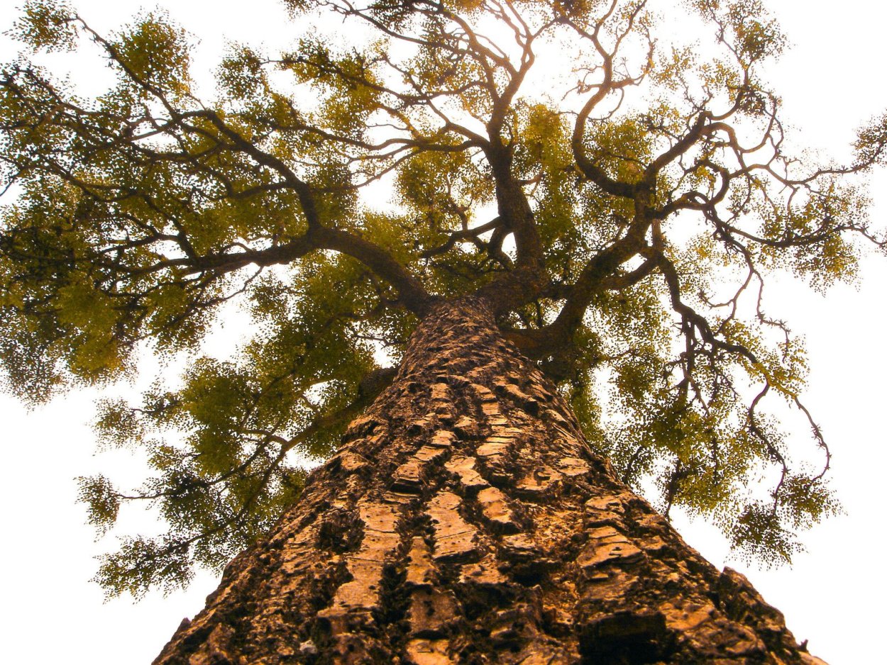 Цезальпиния Ежовая древесина