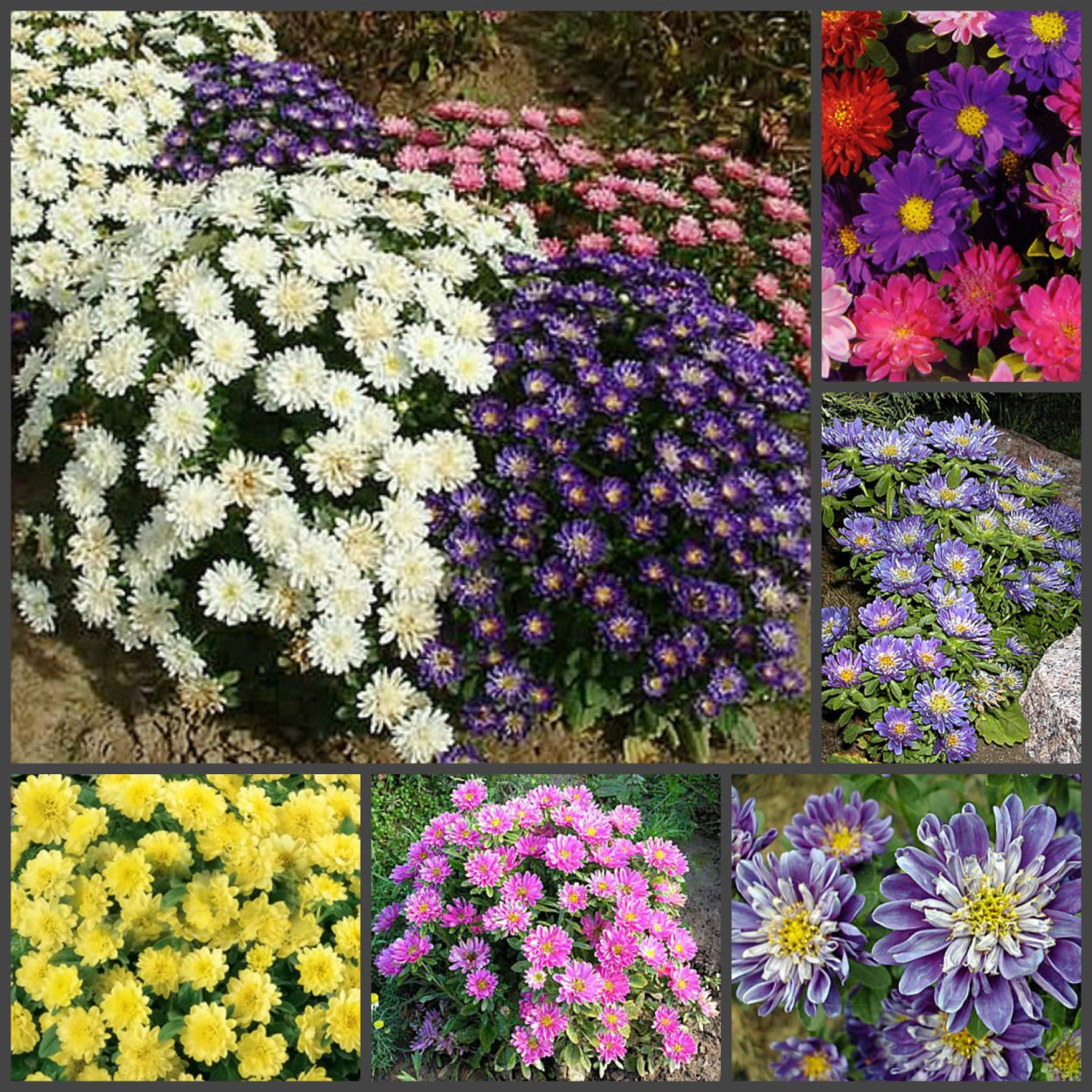 Бордюрная Астра мраморная