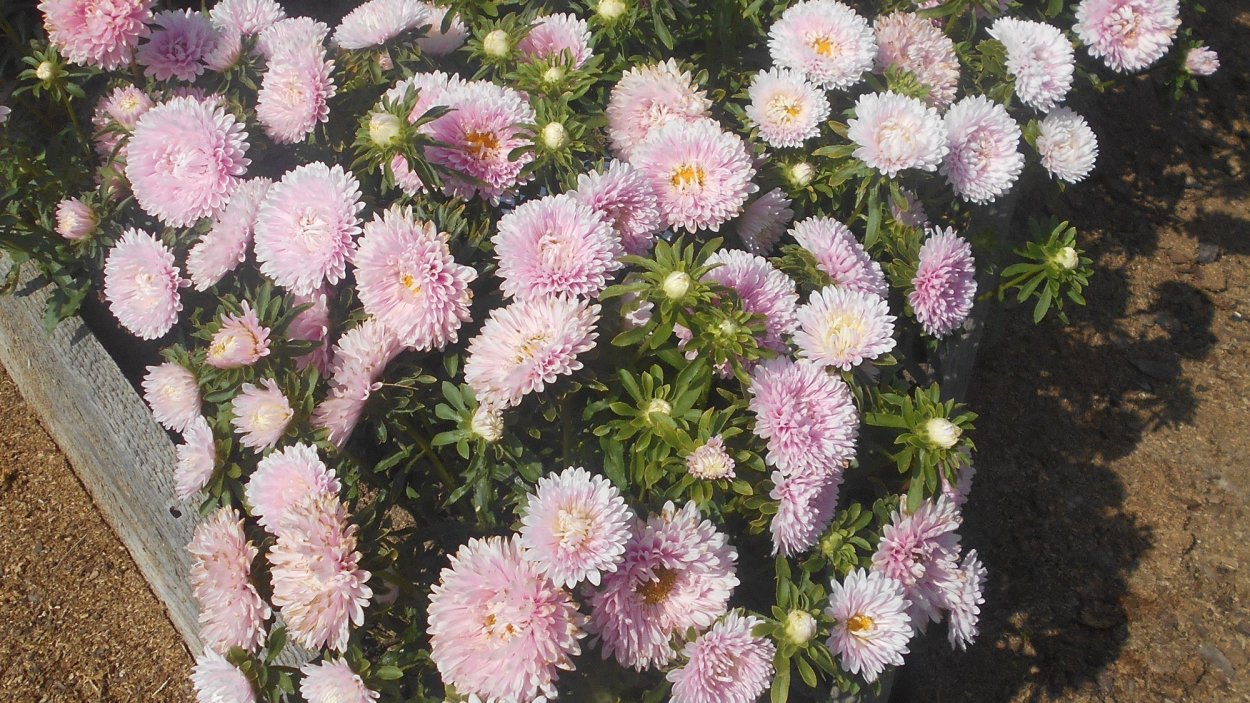 Астра низкорослая (бордюрная) смесь