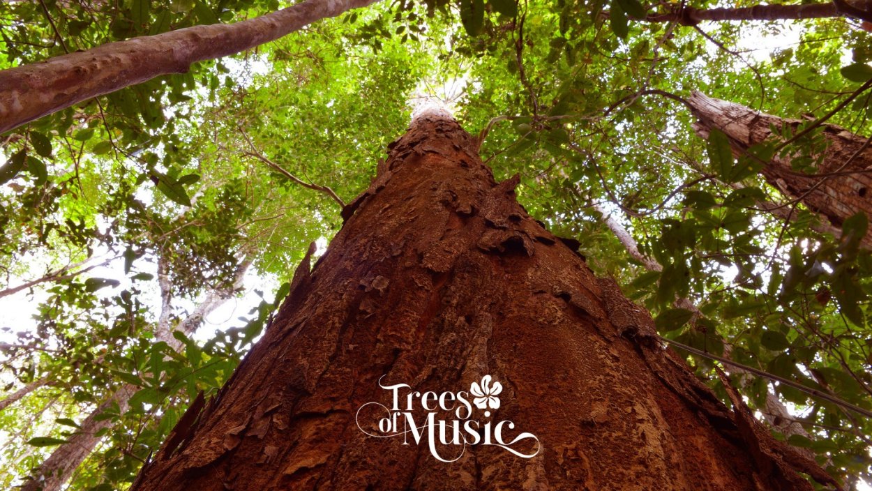 Цезальпиния древесина