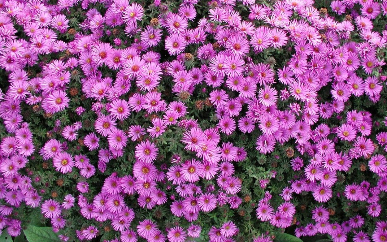 Астра бордюрная