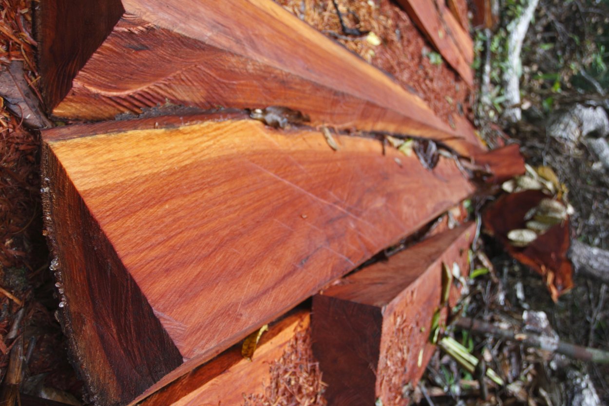 Цезальпиния дерево бразильское