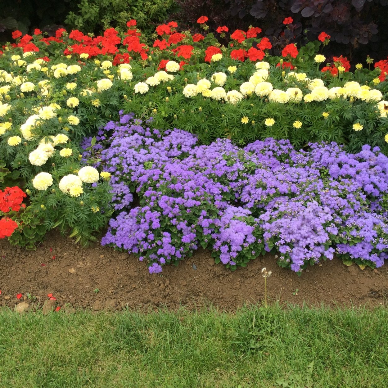 Астра кустарниковая Alice Haslam