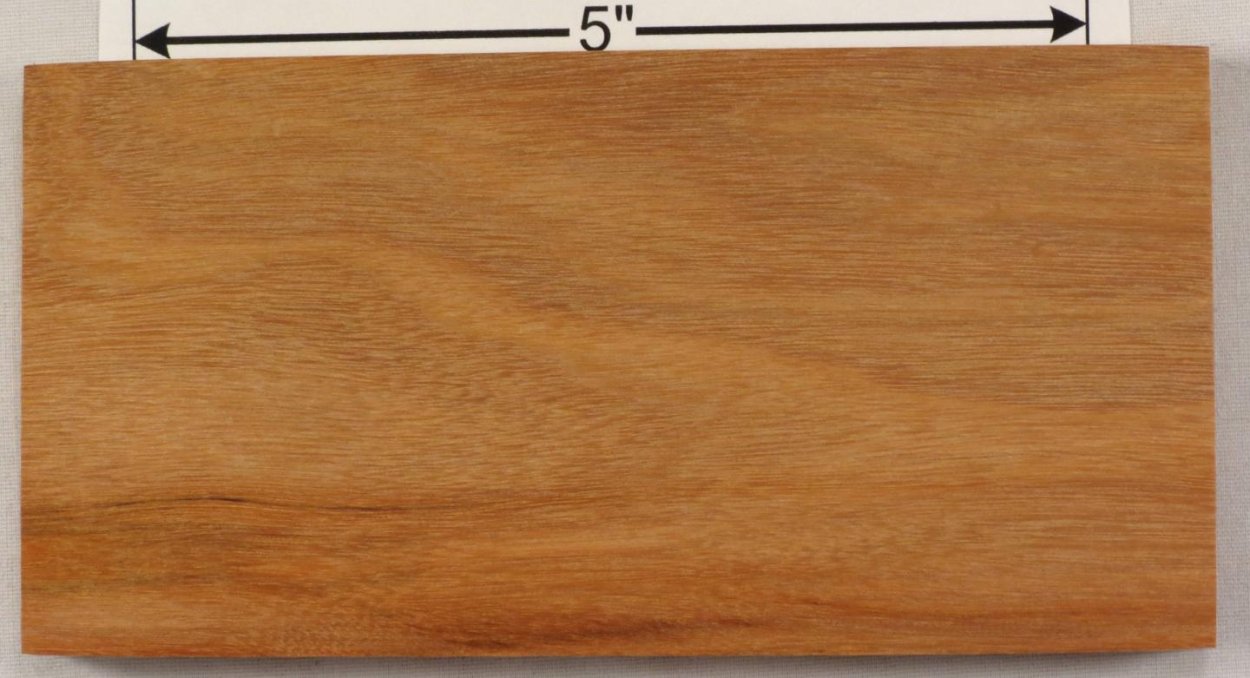 Цезальпиния Ежовая (Caesalpinia echinata)