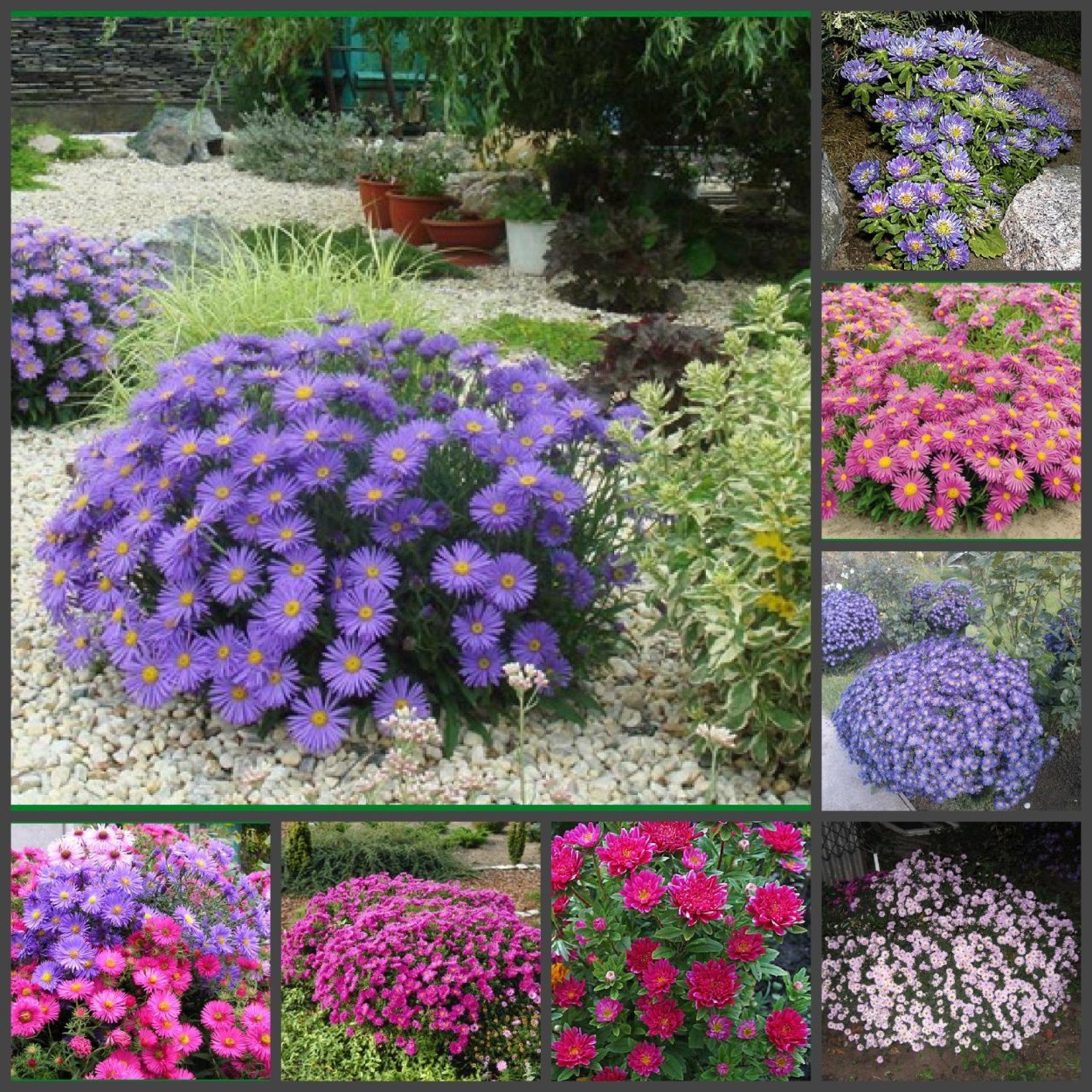 Астра новогвинейская многолетняя