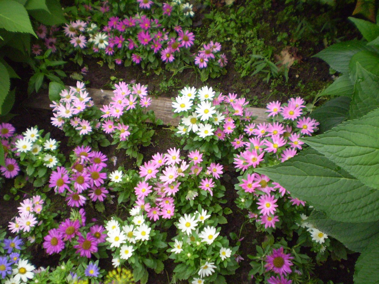 Астра низкорослая бордюрная