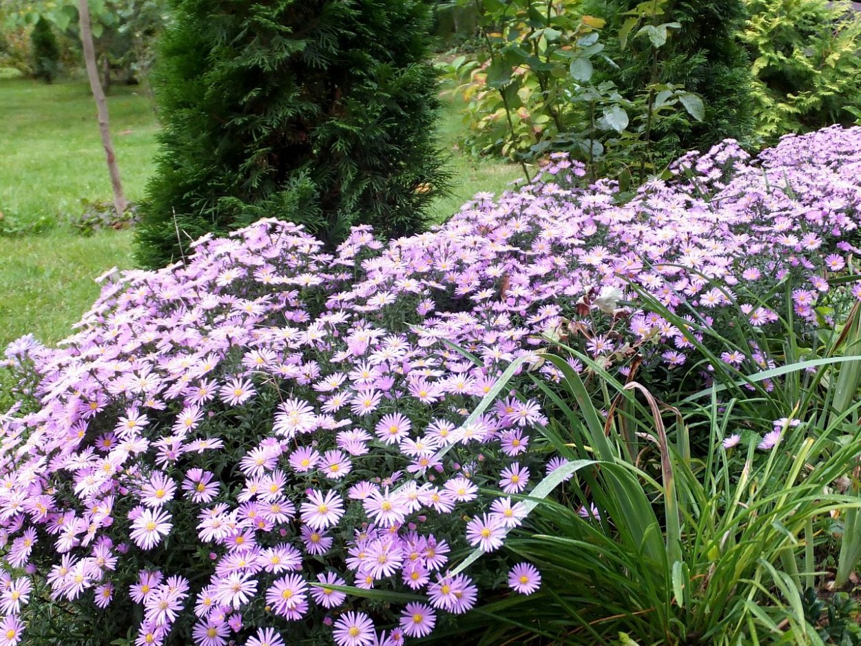 Астра низкорослая бордюрная