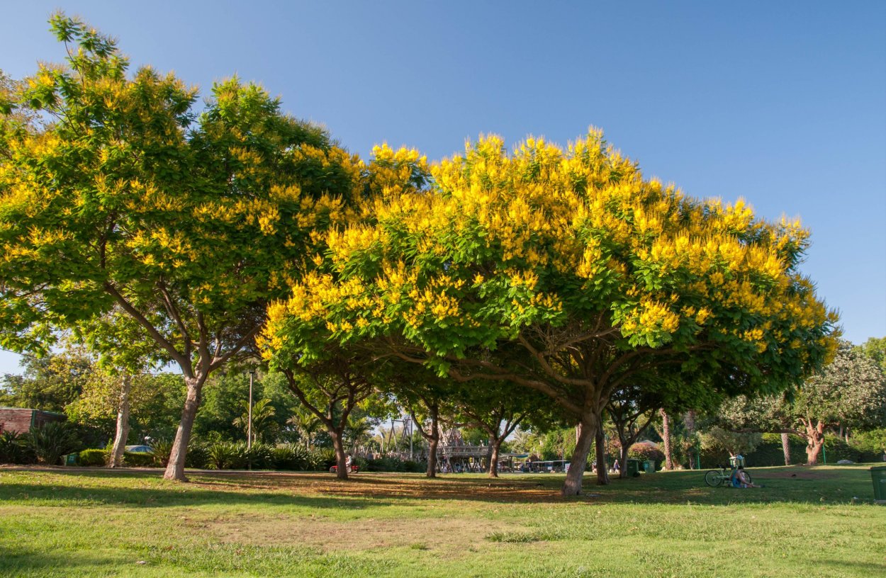 Кора Мурав дерева