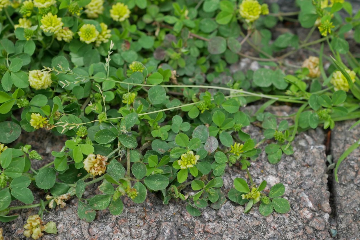 Клевер шуршащий (золотистый)