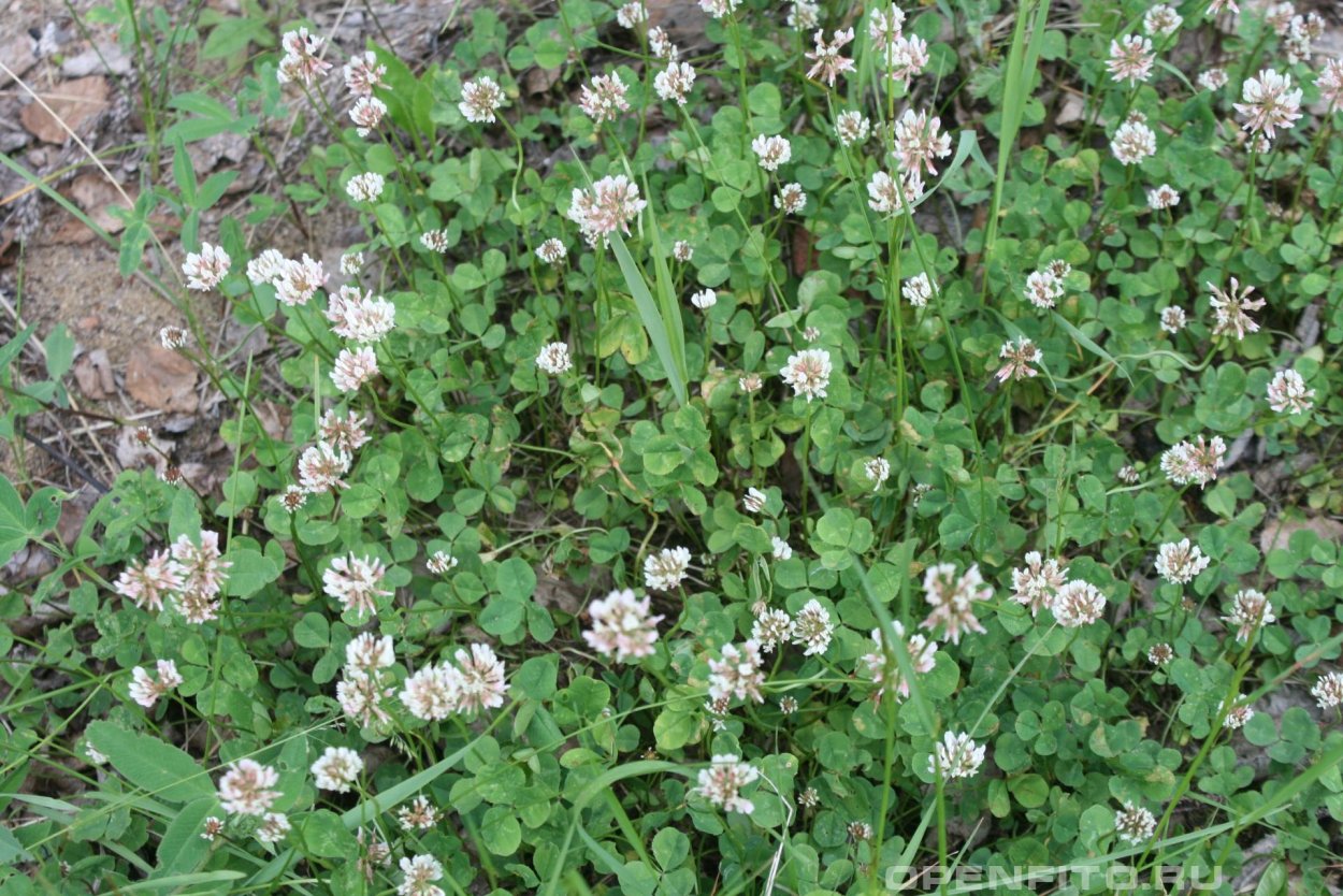 Кислица желтые цветы