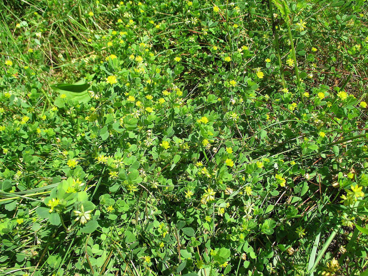 Златощитник полевой