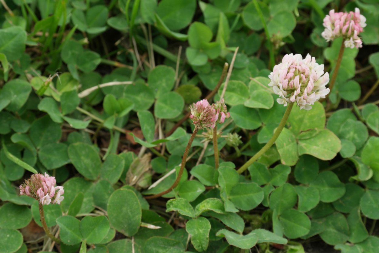 Мокрица трава сорняк