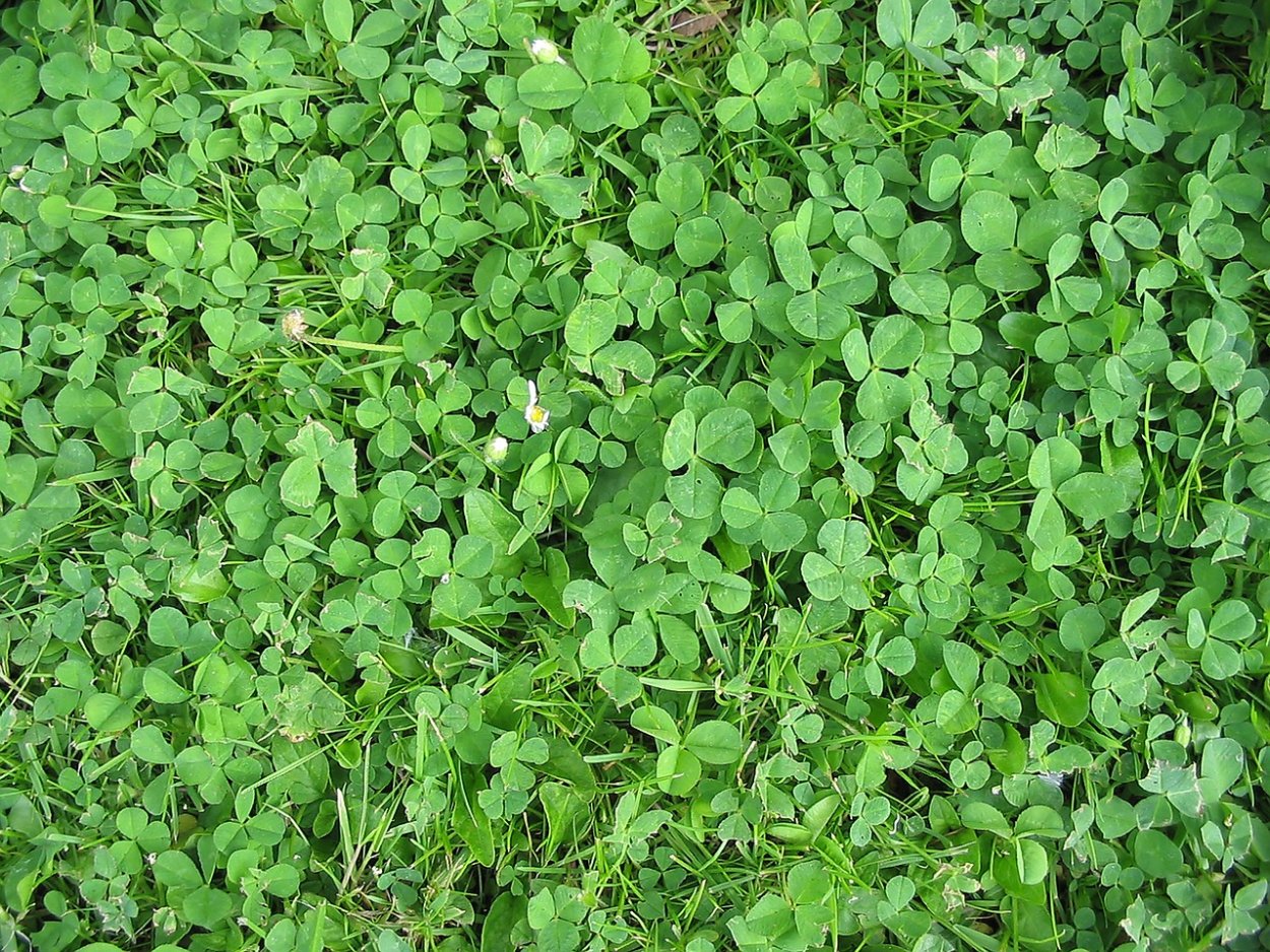 Мята Пеннироял