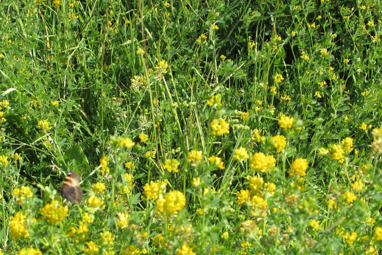 Клевер люцерна