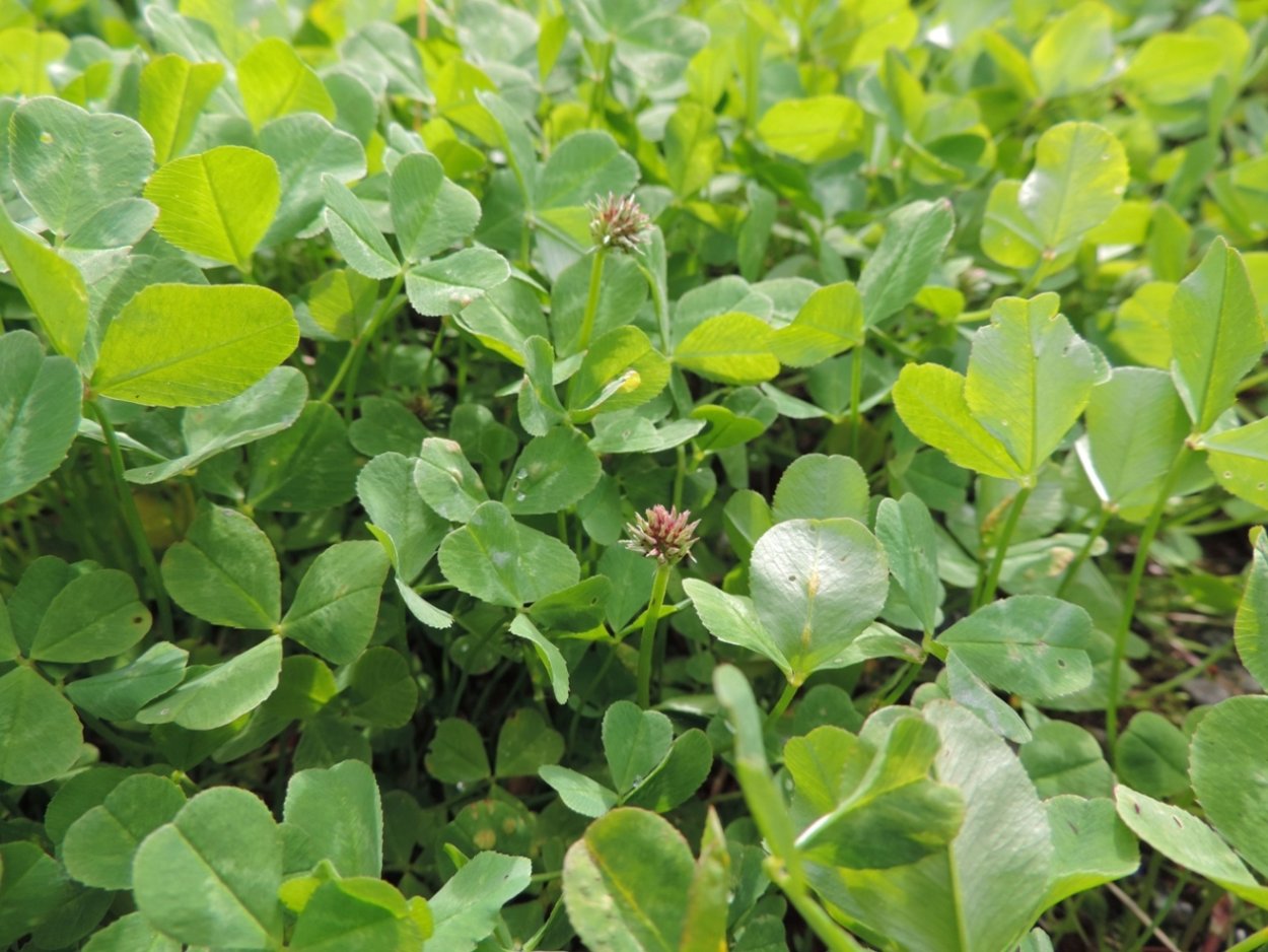 Клевер Трифолиум Репенс