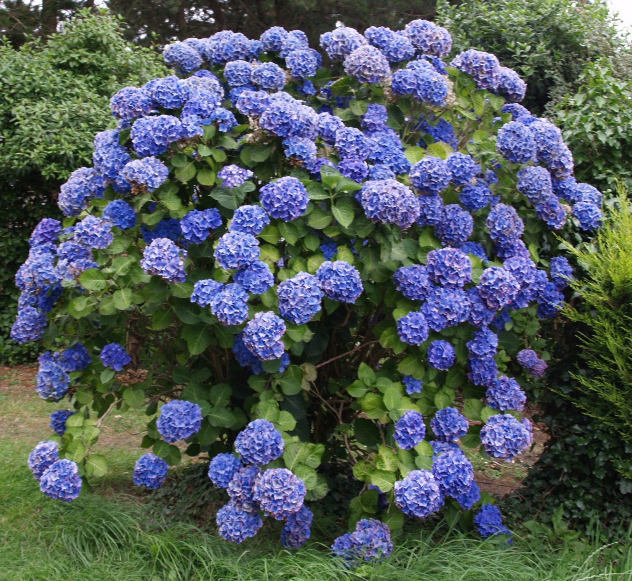 Гортензия ползучая