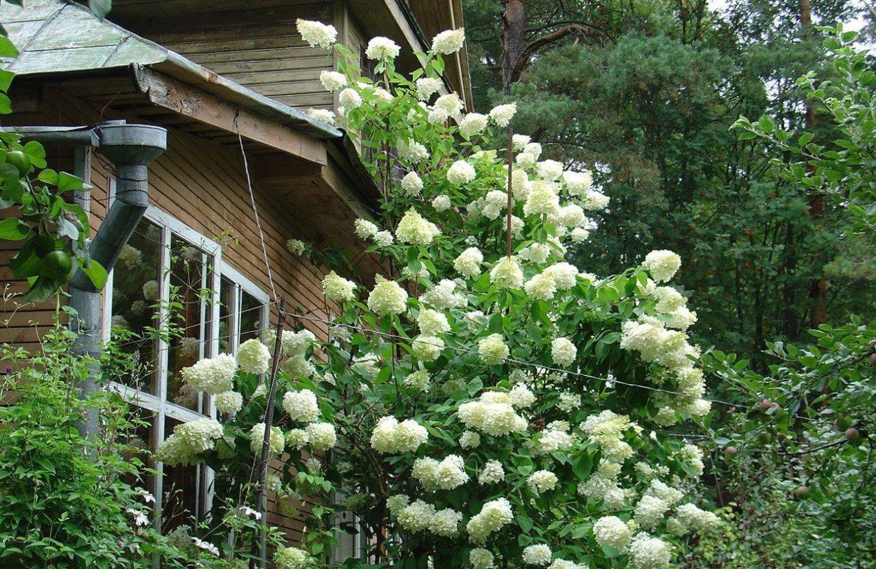 Домик гортензия Шеварднадзе