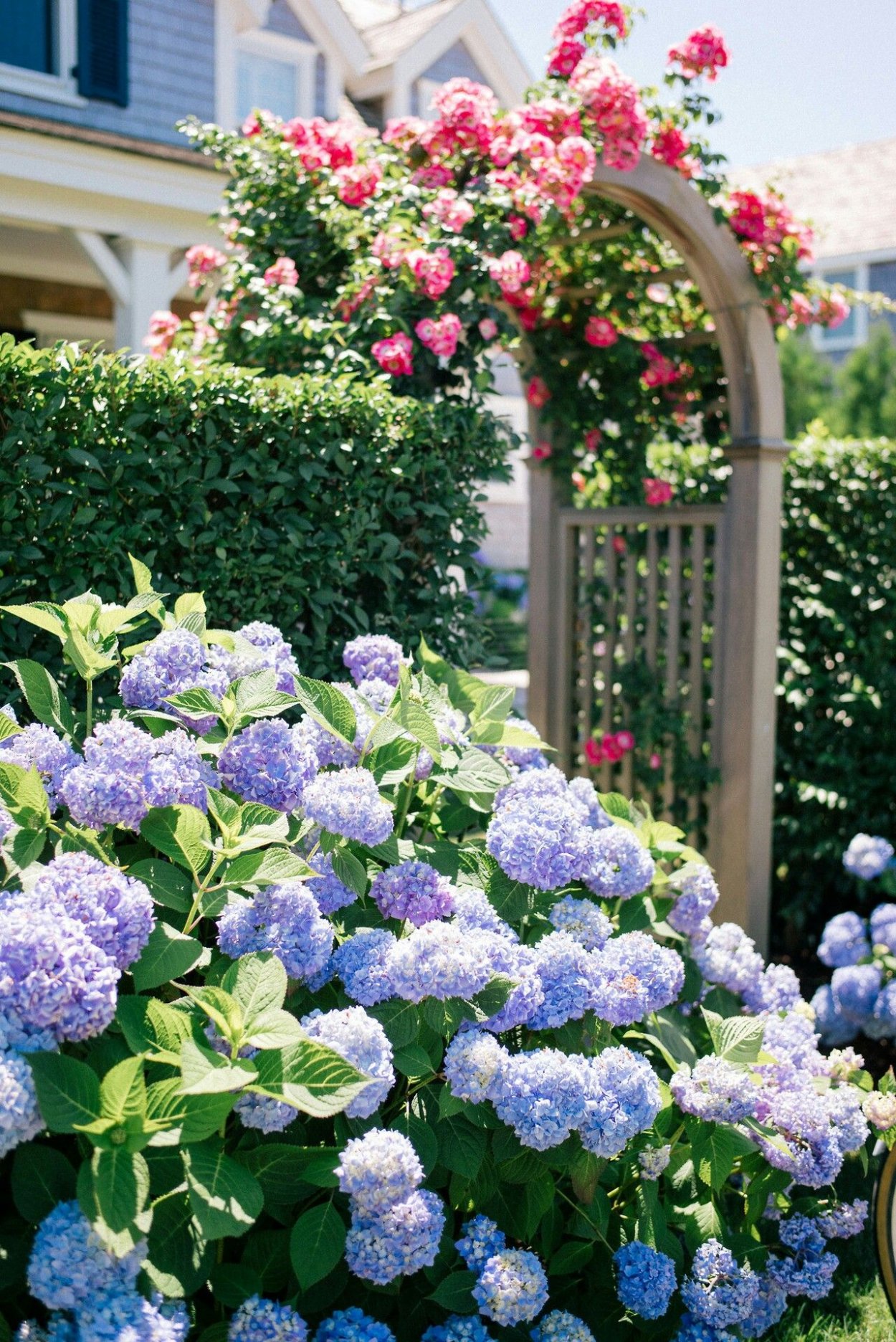 Клематис плетущийся