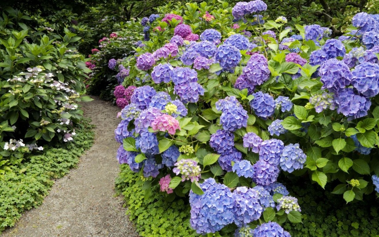 Оранжерея гортензия Шеварднадзе