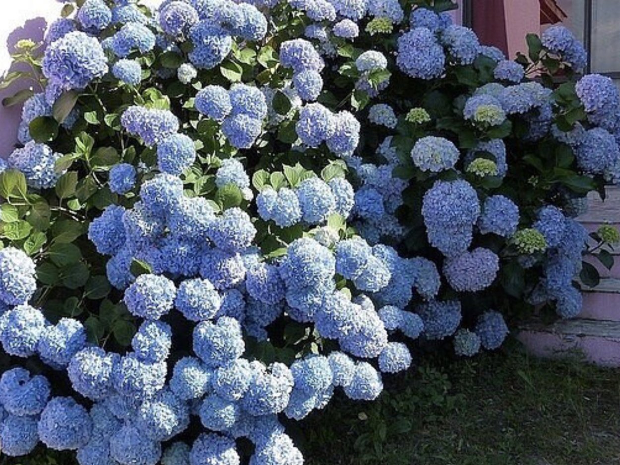 Клематисы на арке