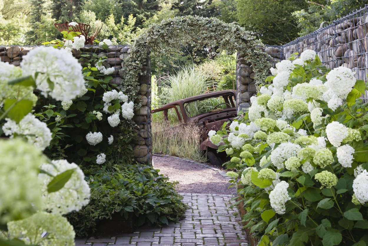 Гортензия Мияма Мурасаки