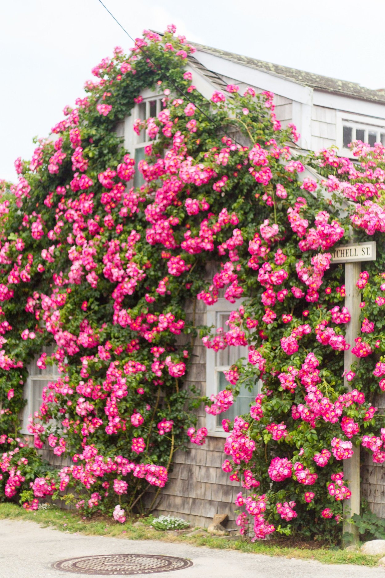 Плетистые петунии