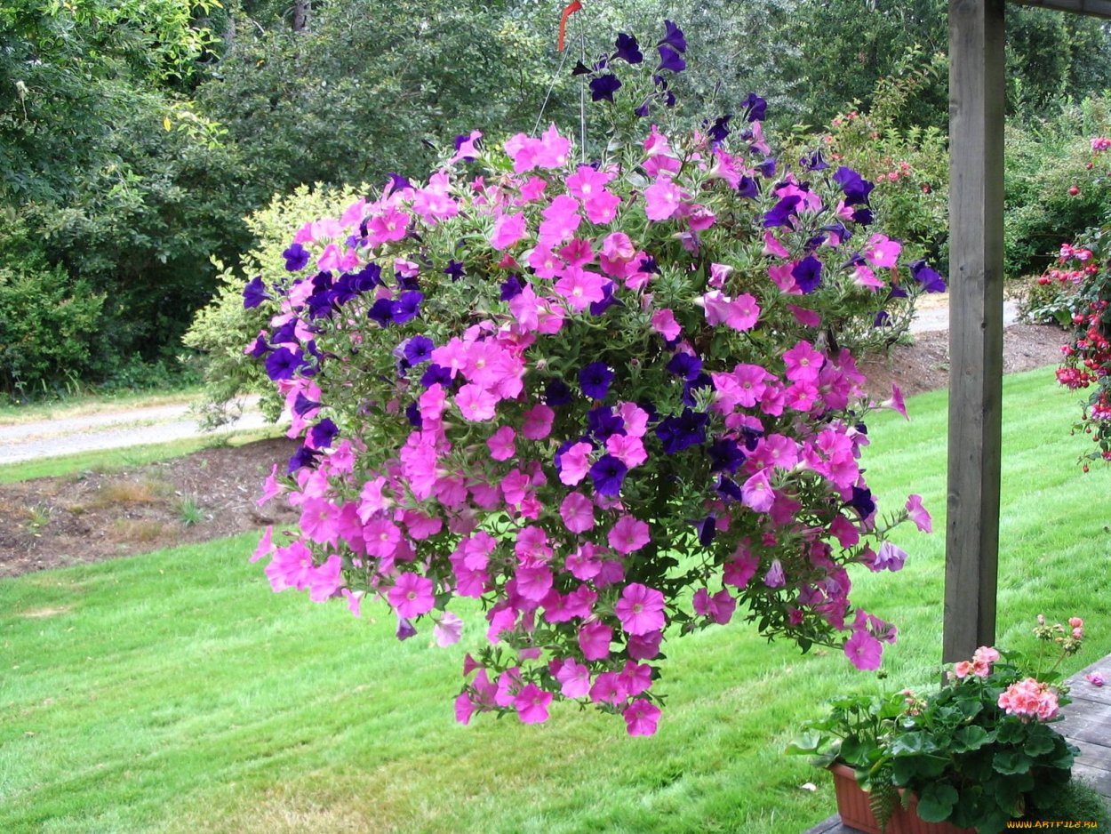 Петуния Crazytunia Cosmic Purple