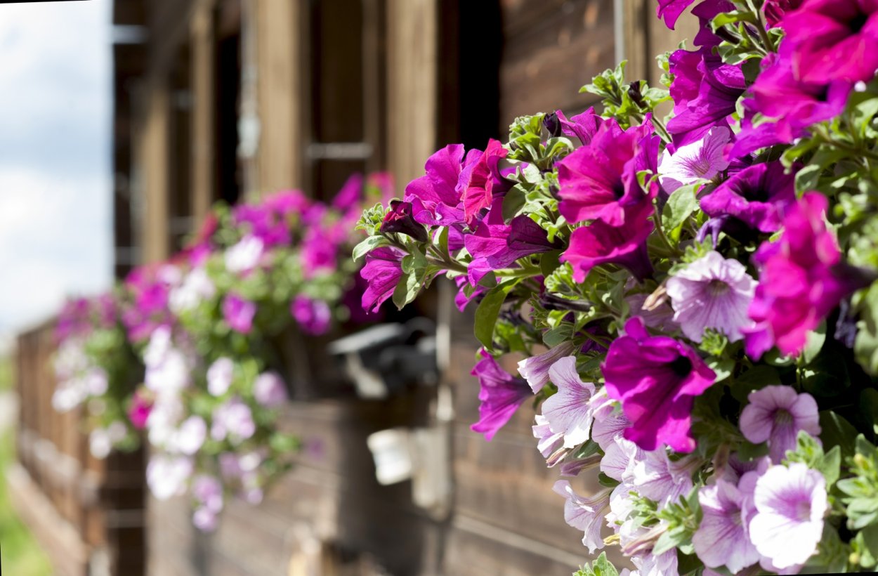 Петунья гибридная