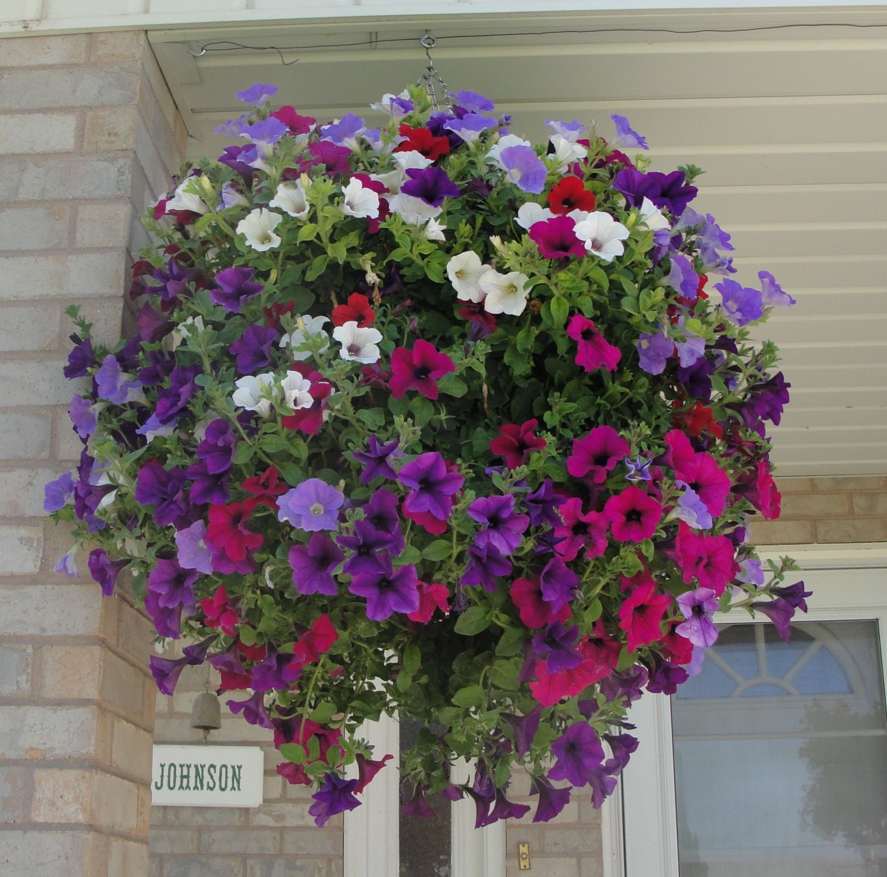 Петуньи балкон Джульетты