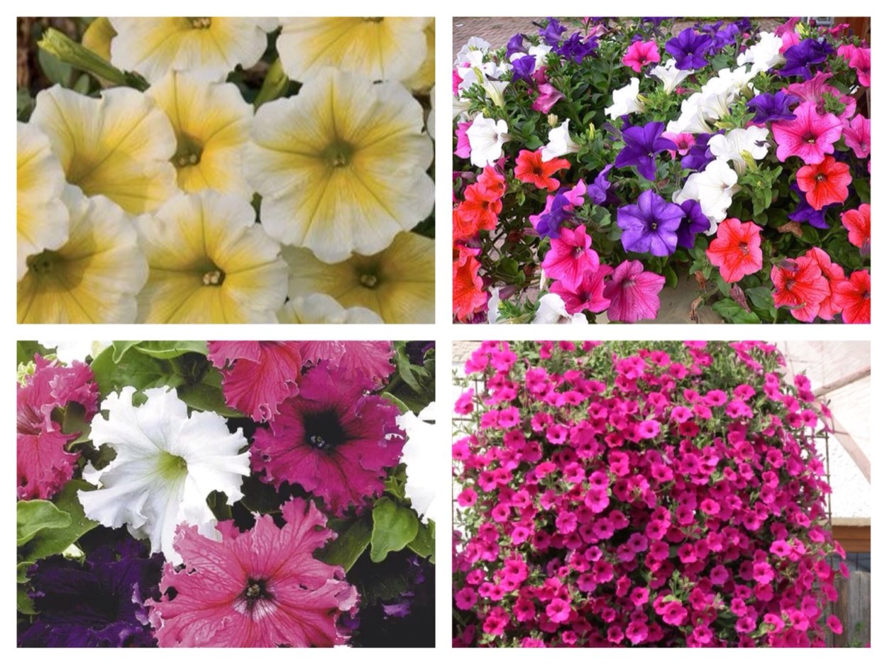 Вьющиеся петунии