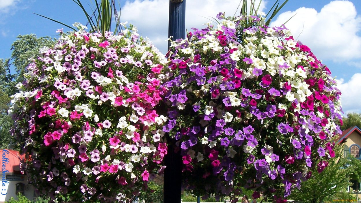 Петуния Парпл вельвет