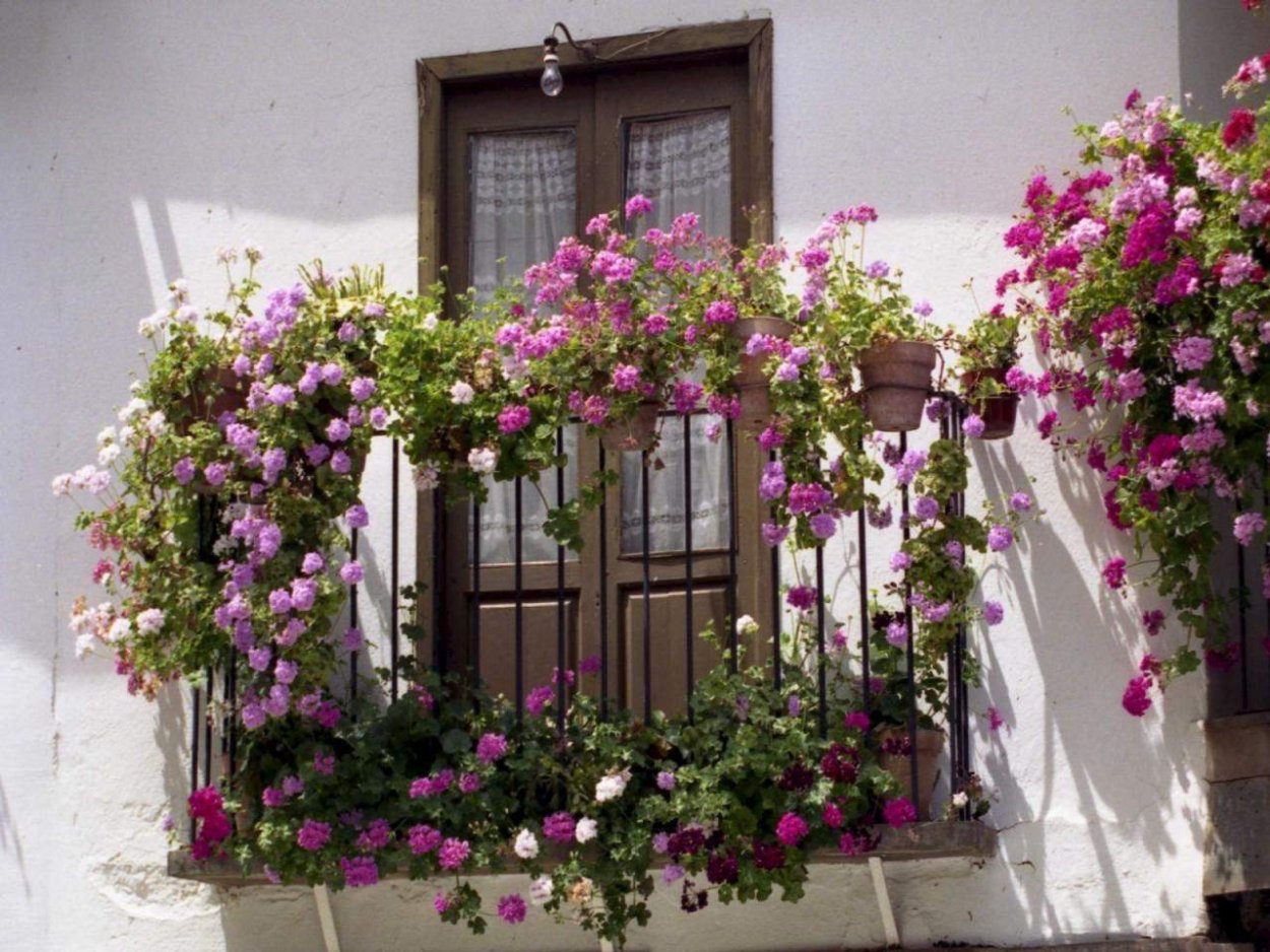 Петуния веранда орхид