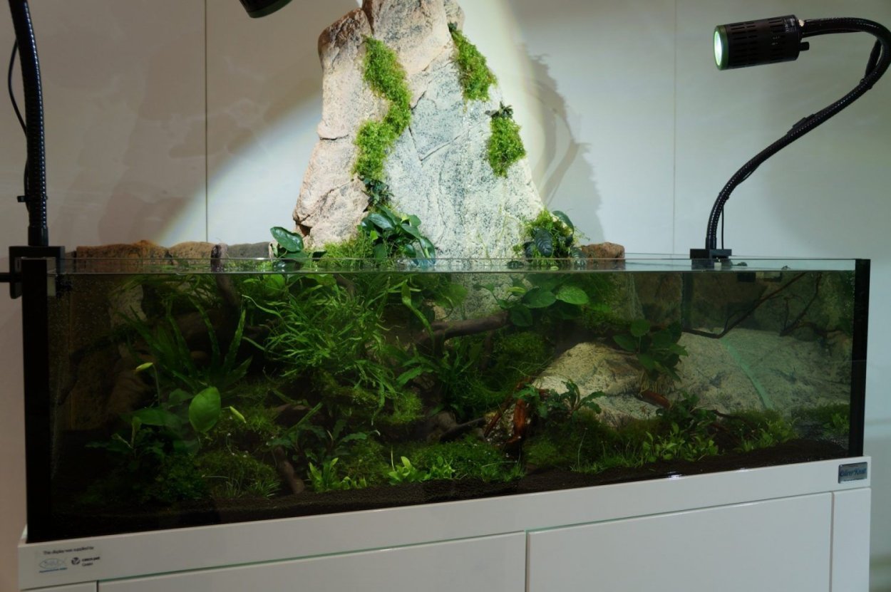 Илистый прыгун палюдариум